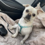 {petName}, a Cream, White Pug Dog