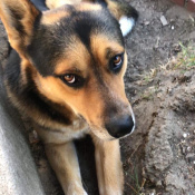 Lecter, a Dark-brown, Red, Black, White, Golden German Shepherd Dog
