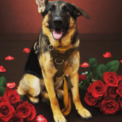 Gypsy, a Black, Brown, Tan German Shepherd Dog