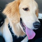 Charlie, a Golden Golden Retriever Dog