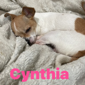 Cynthia, a White, Tan Chihuahua (Short Coat) Dog