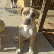 Wendy, a Tan American Pit Bull Terrier Dog