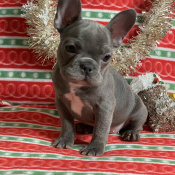 Fionna, a Dark-grey French Bulldog Dog