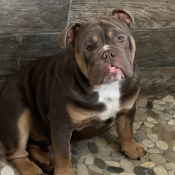 Wilber, a Brown, White, Tan English Bulldog Dog