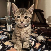 chico, a Black, White tabby Cat