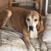 Bubba, a Tan, White, Black Pitbull half bulldog Dog