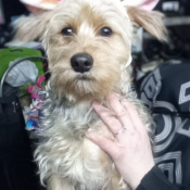 Rocky, a Light-grey, Apricot Terrier mix Dog