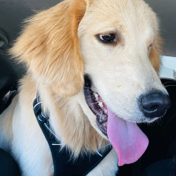 {petName}, a Golden Golden Retriever Dog