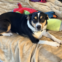 {petName}, a Black, Brown, White Chihuahua Mix Dog