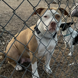 {petName}, a Orange, White American Pit Bull Terrier Mix Dog