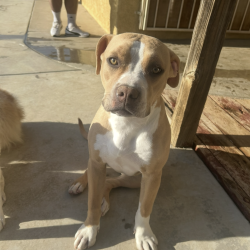 {petName}, a Tan American Pit Bull Terrier Dog