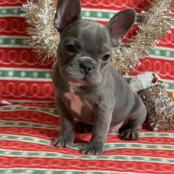 {petName}, a Dark-grey French Bulldog Dog