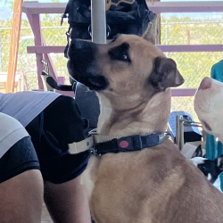 {petName}, a Brown, Black American Pit Bull Terrier Mix Dog