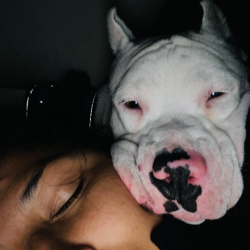 {petName}, a White, Black, Red Dogo argentino Dog