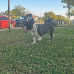 {petName}, a Unknown English Bulldog Dog