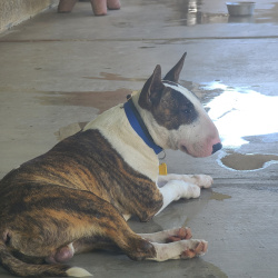 %name%, a %color% %breed% %type%
