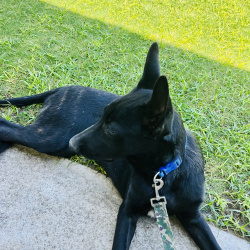 %name%, a %color% %breed% %type%