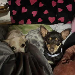 {petName}, a Brown, Tan Chihuahua Dog